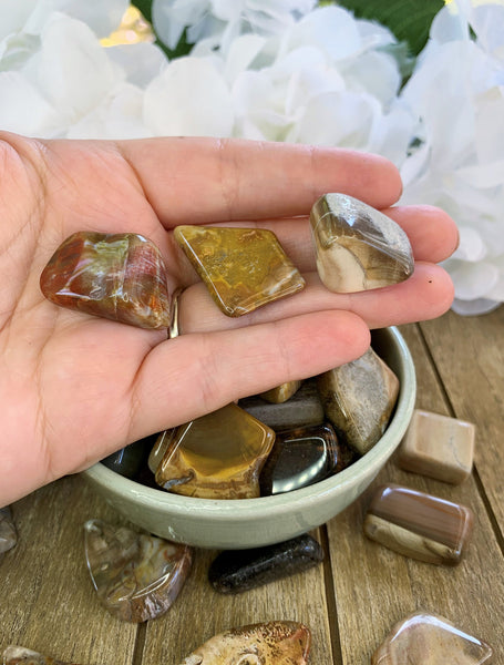 Petrified Wood Tumbled Stones